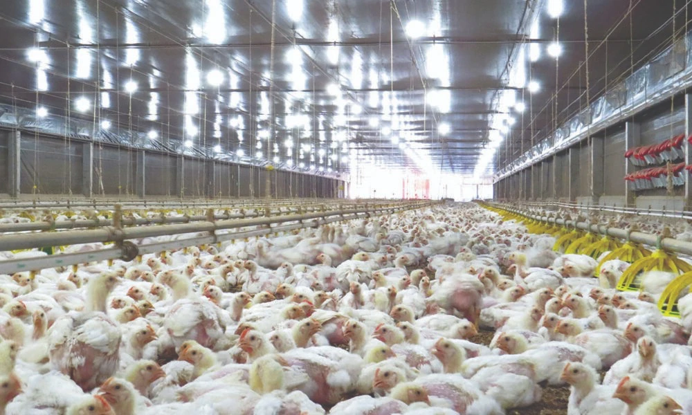 Frangos de corte em aviário comercial