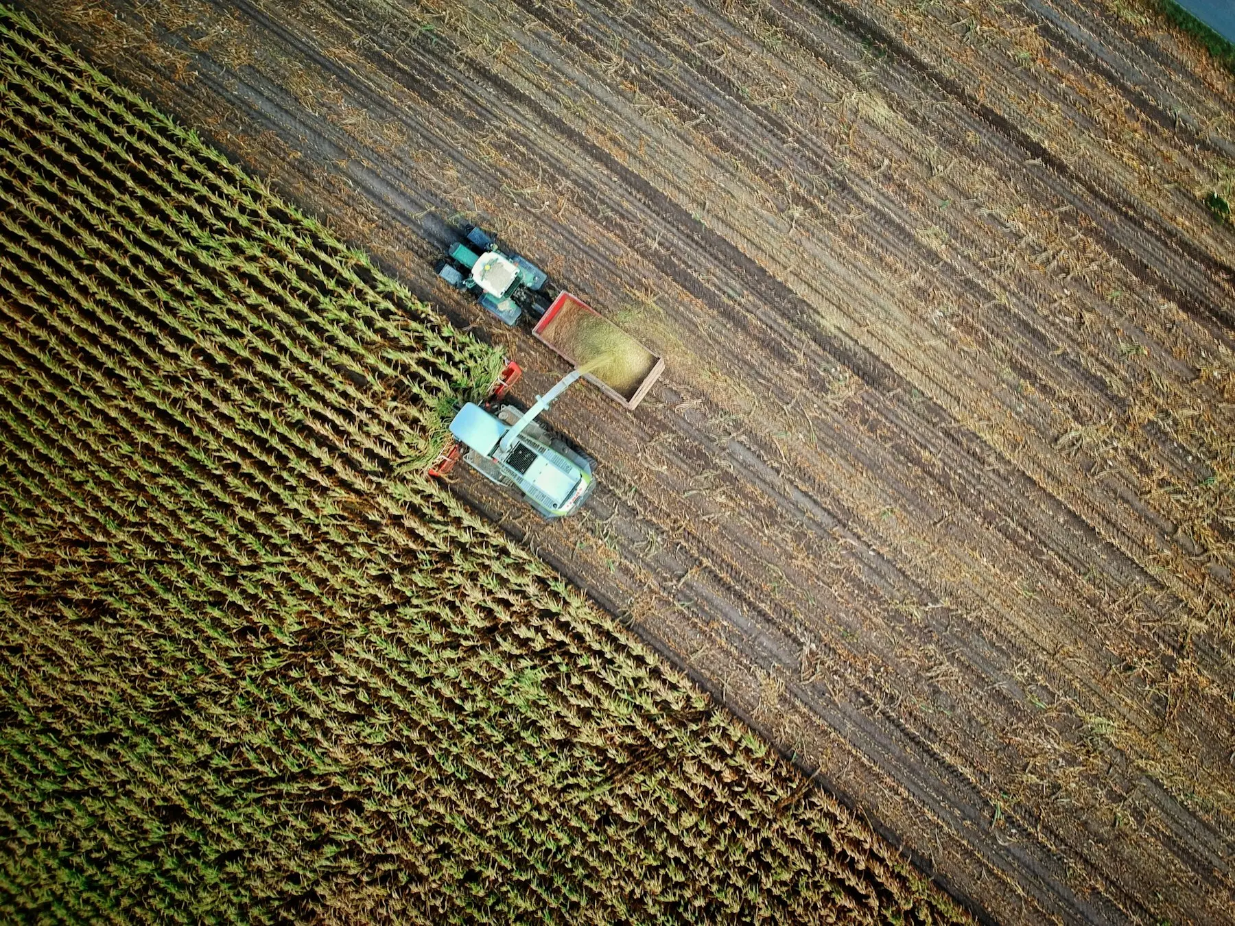 Vista aérea de colheita mecanizada em lavoura