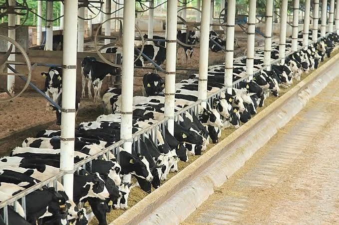 Vacas leiteiras se alimentando no cocho em galpão de produção