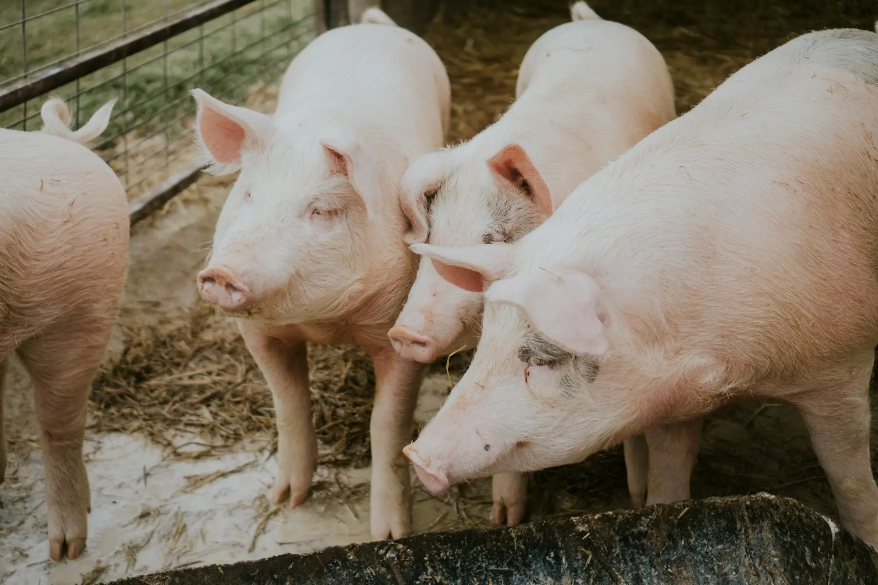Suínos se alimentando em baia